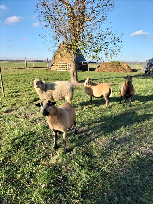 Sprzedam owce kameruńskie