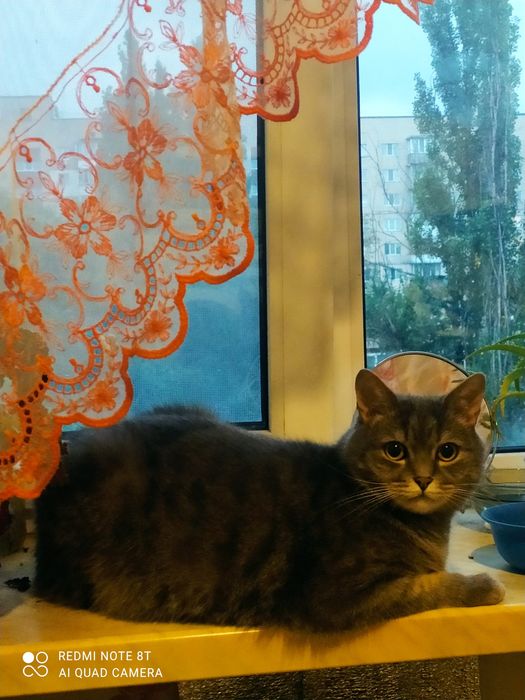 В добрі руки вихованого котика
