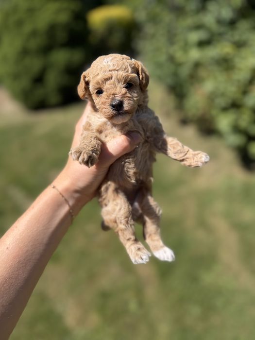 Maltipoo suczka