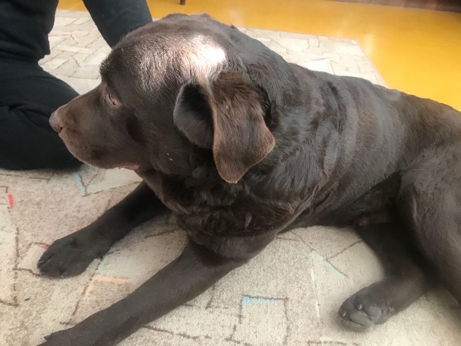 Чистокровні цуценята лабрадора 1,5 місяців