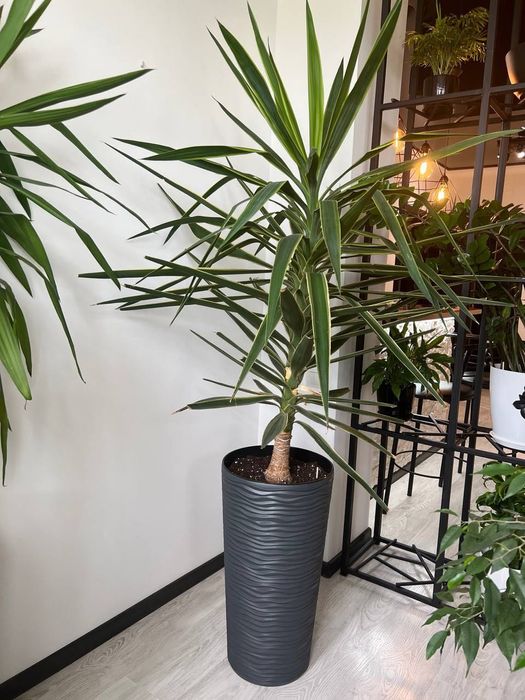 Продам Вазон Юкка ,Юка