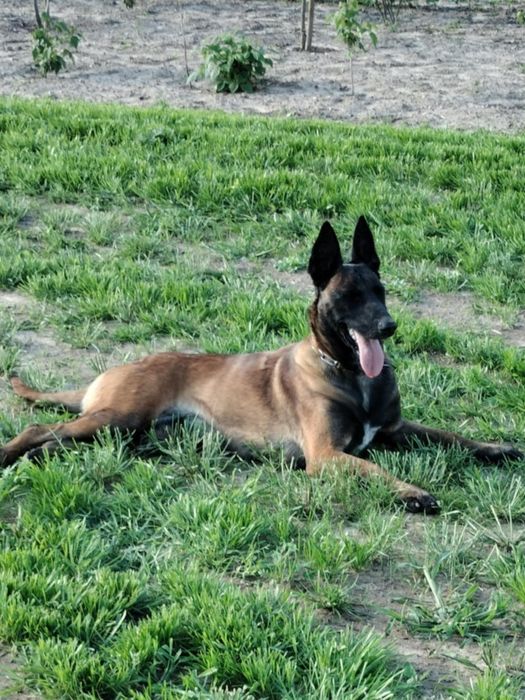 Owczarek Belgijski Malinois piesek