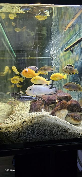 Akwarium 250l z pyszczakami