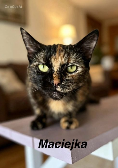 Przekochana Maciejka gorąco poleca się do adopcji:)