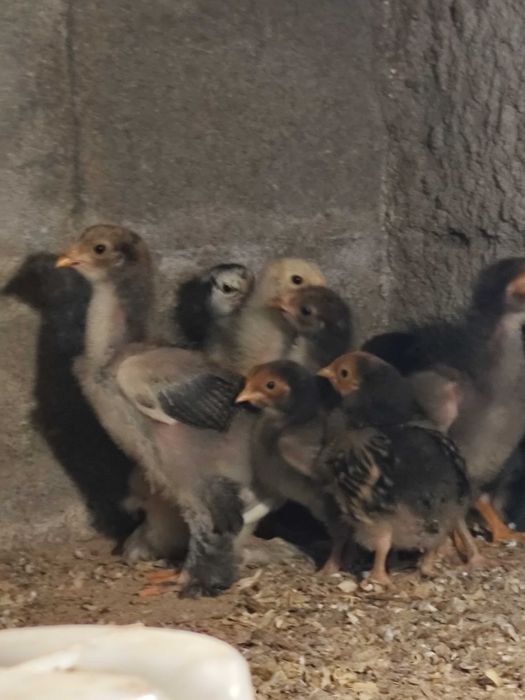Pintos wyadotte prata , orpington laceados e Brahma perdiz azul