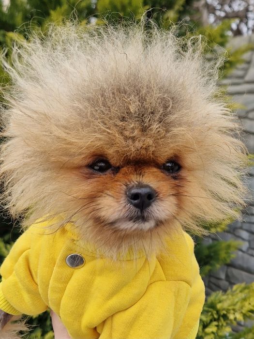 Померанский шпиц мальчик