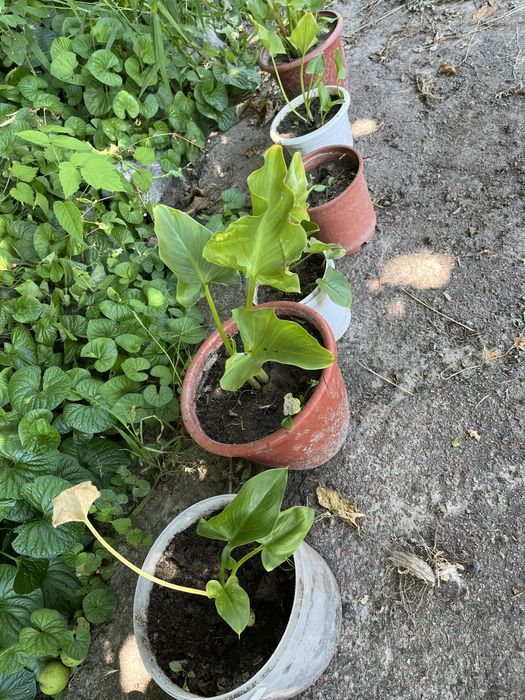 Цветы, калы, декоративные цветы