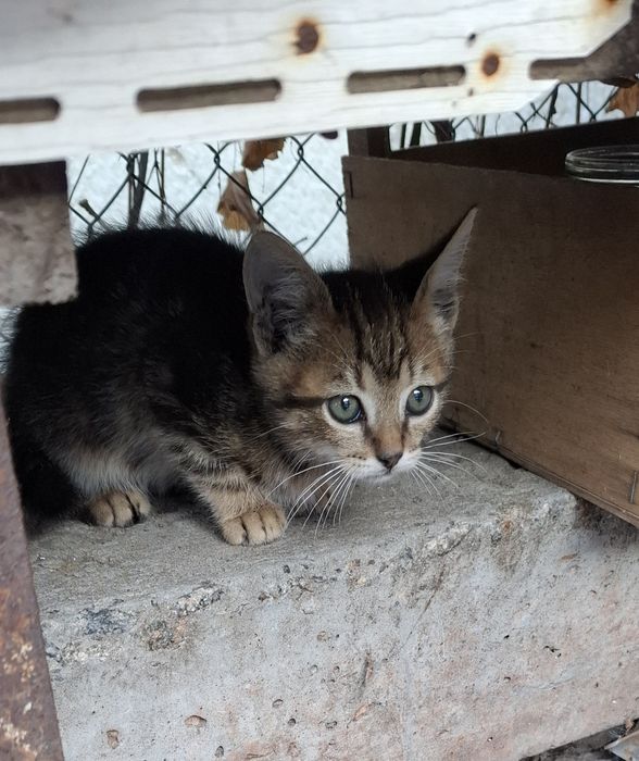Котики хлопчики 2 місяці
