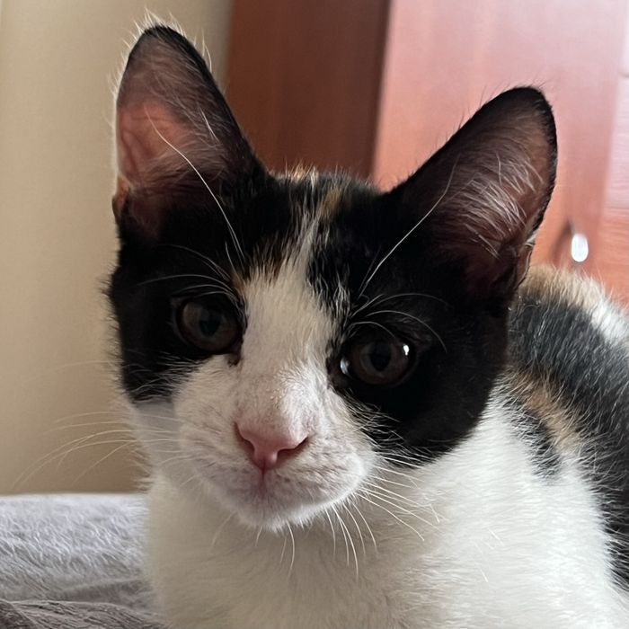 Кошеня шукає дім