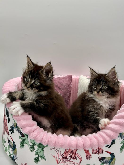 Мейн кун девченки