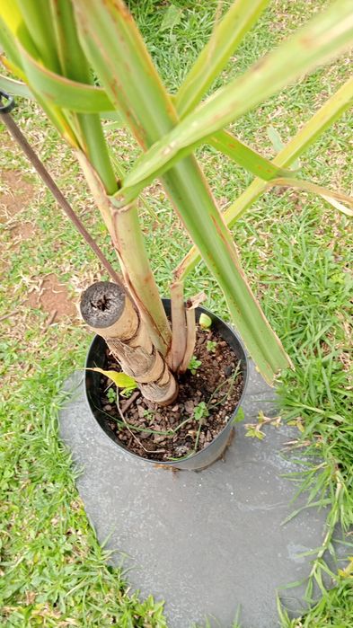 Cana de Açúcar roxa/Madeira