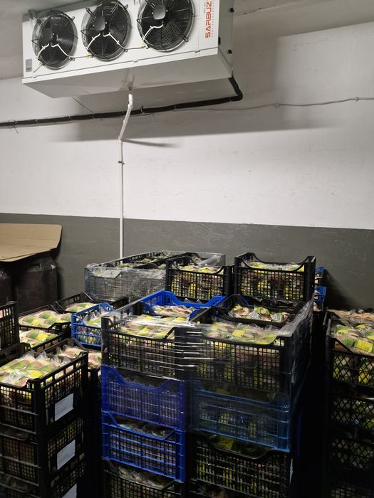Kapusta kiszona ,ogórki małosolne