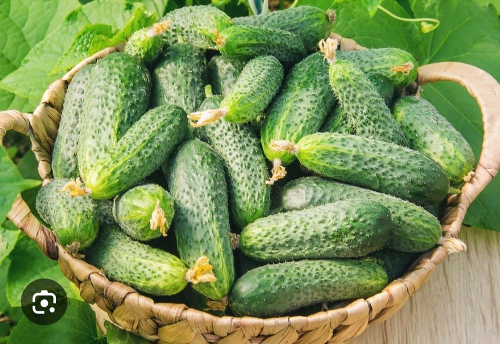 Продам огірки домашні 35 грн/кг