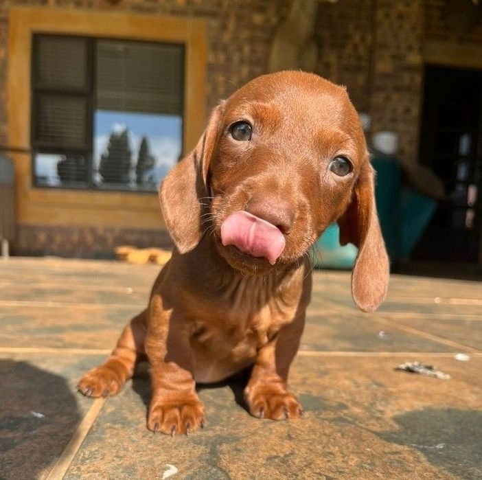 Ексклюзивний цуценя такси з рідкісним окрасом