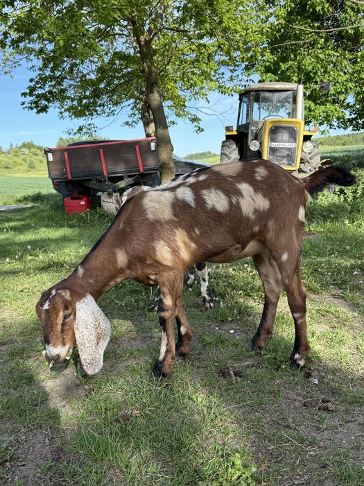 Sprzedam kozy anglonubijskie