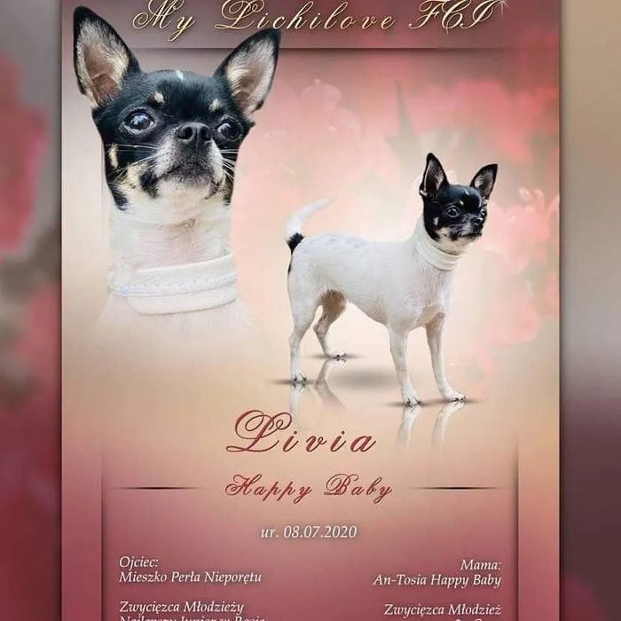 Chihuahua suczka  bialo beżowa  FCI/zkwp