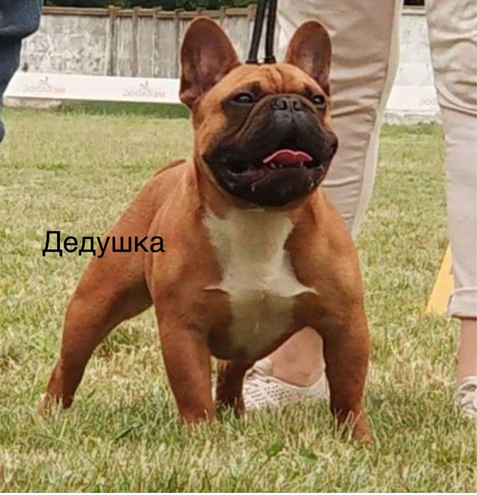 Вязка красивый французский бульдог КСУ/FCI
