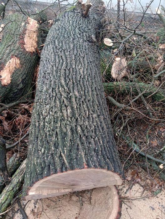 Дуб свіжоспилений дубові колоди