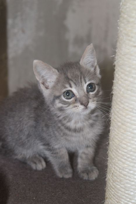 Gatinhos bebés para adoção