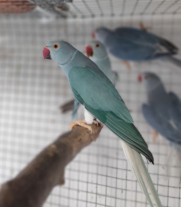 Ring necks disponíveis  - adultos e novos