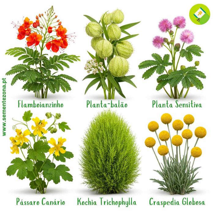 Pack/kit 6 Variedades de Plantas/Flores (sementes)