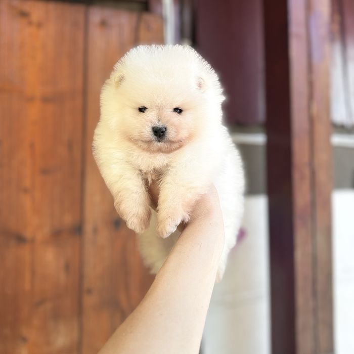 ляльковий ведмедик шоу классу