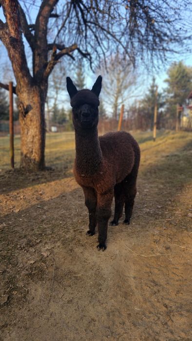 Alpaka czarny samiec