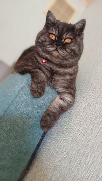 Шотландські кошенята