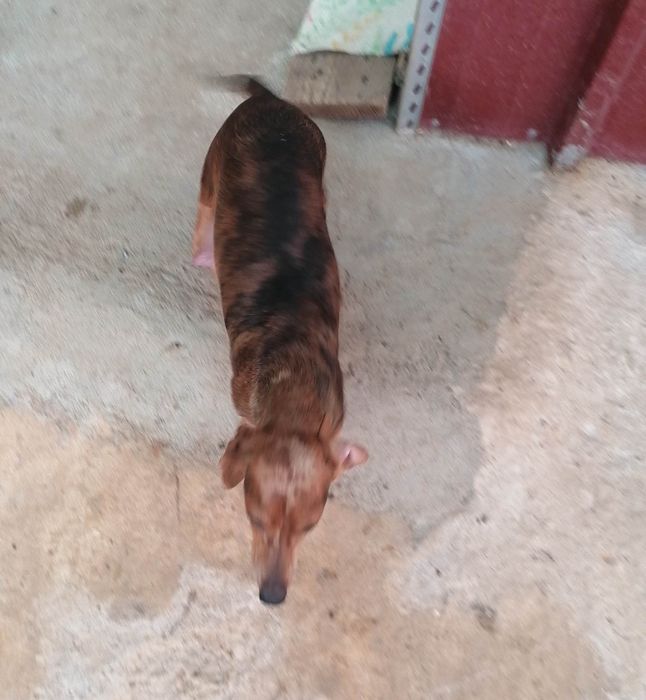 Lindíssimo Macho Teckel mini
