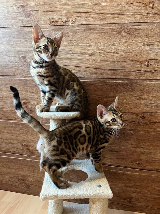 Бенгальські кошенята бенгальские котята хлопчики та дівчата