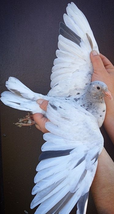 Gołębie pocztowe mlode