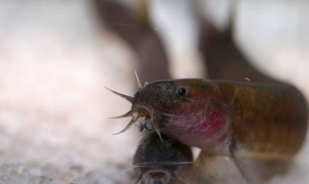 Piskorek czarny - Cierniooczek - Pangio oblonga - dowozimy, wysyłamy