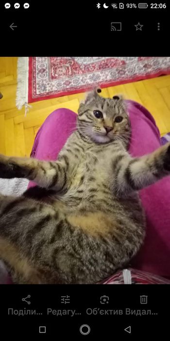 За символічну плату,або на перетримку віддам  в добрі руки кота Максік