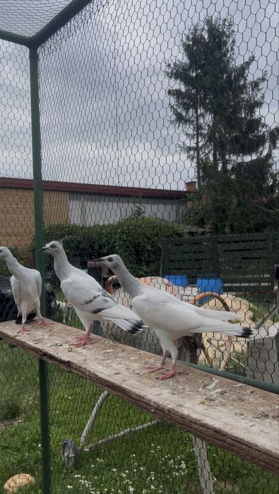srebrniaki perłowe sroka lowicka