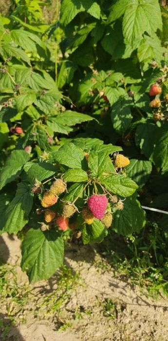 Sadzonki Maliny jesiennej POLKA  i letniej LASZKA