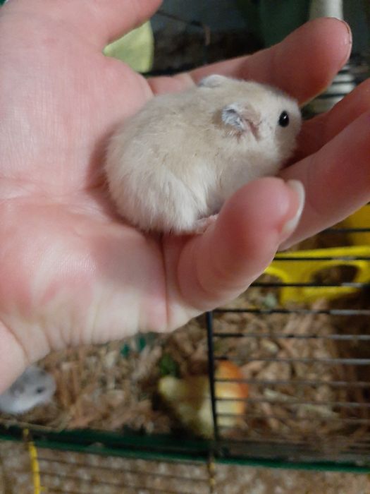 Хомячок джунгарик