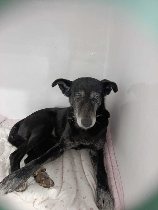 Cão macho para adoção responsável