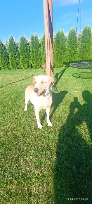 Oddam w dobre ręce suczkę Nelę