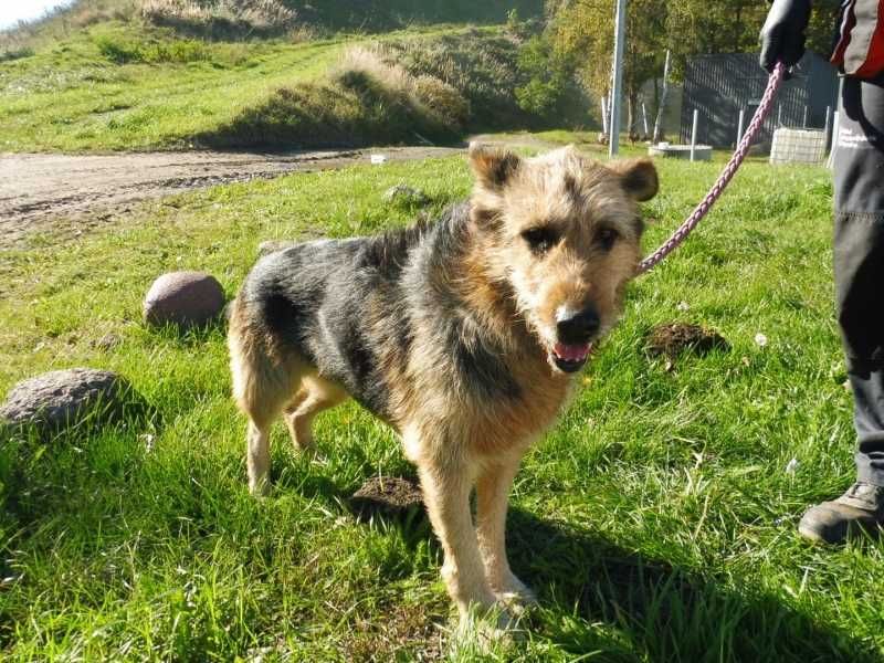 Pogodna, grzeczna, czuła, ładna kudłata sunia do adopcji