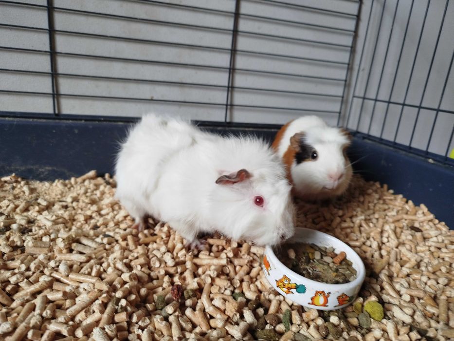 Oswojone świnki morskie z pełnym wyposażeniem