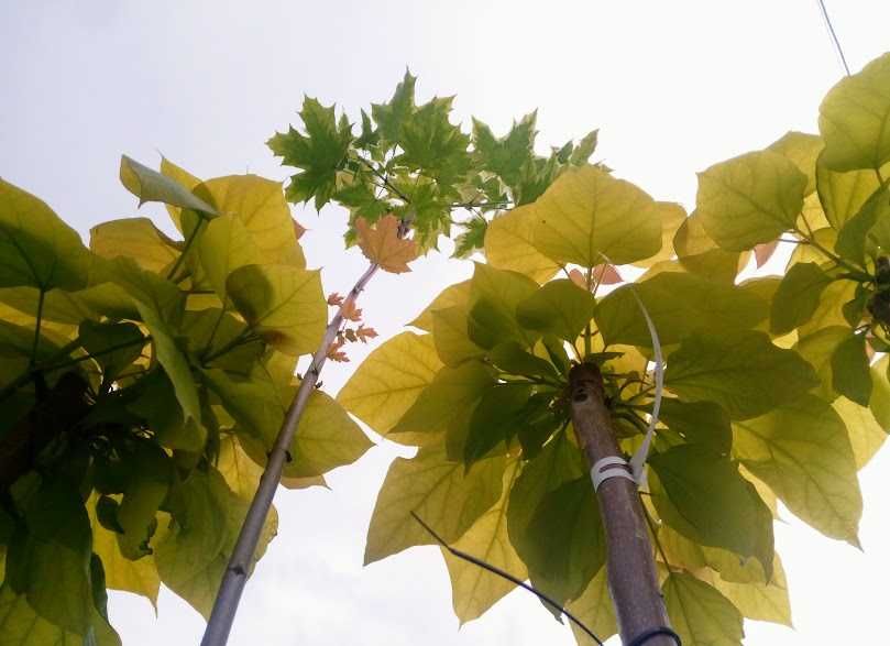 Katalpa Catalpa nana , aurea , wielkokwiatowa