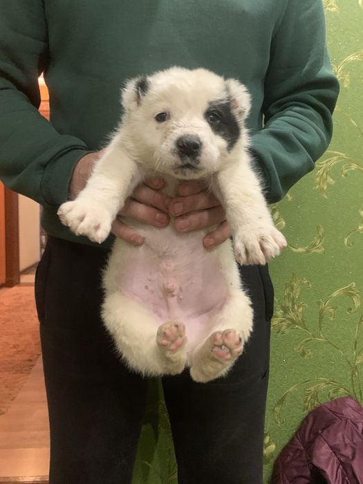 Продам щенят Алабая