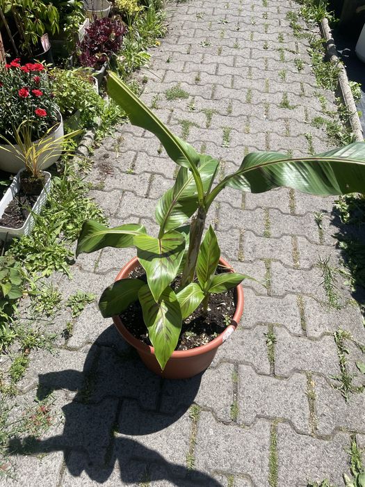 Musa sikkimensis 'Red Tiger'cala donica