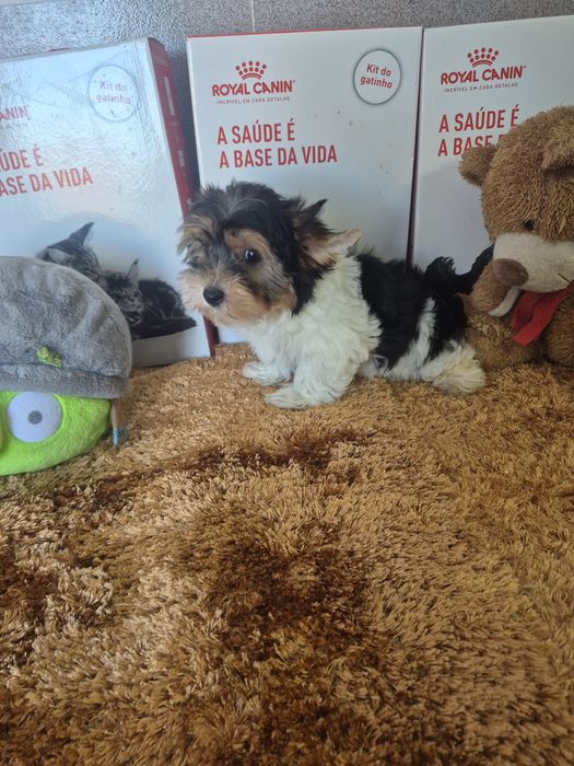 Biewer  Terrier Macho  Criadora Registada PT3088FL