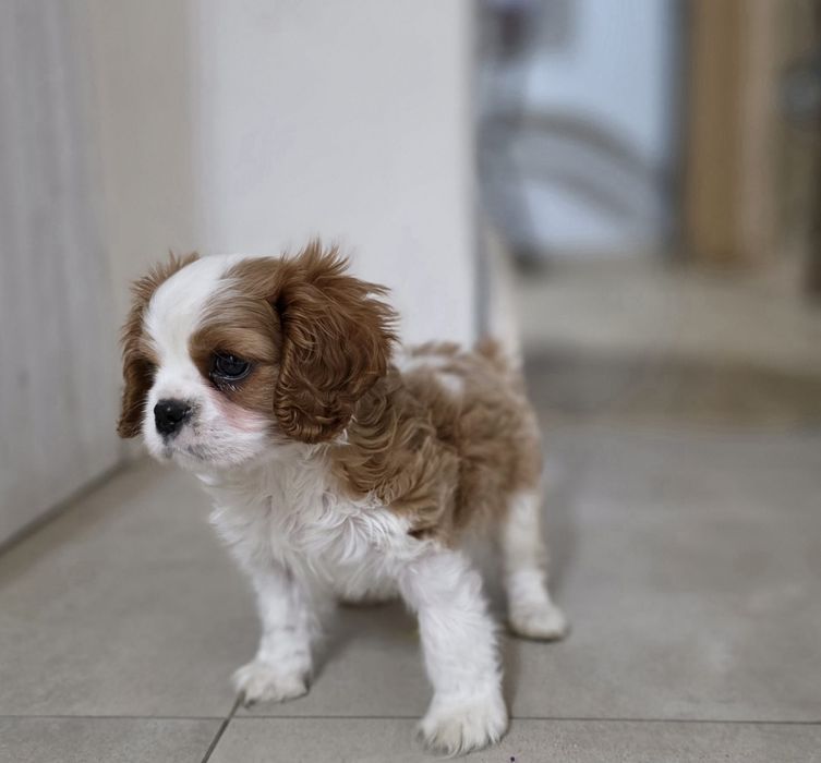 Cavalier King Charles Spaniel