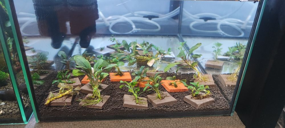 Bucephalandra Bucka na płytce mix