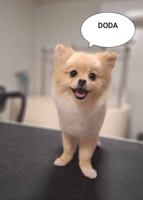 Szpic miniaturowy pomeranian