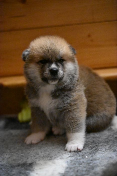 Akita inu akita japońska samiec po Championie zkwp