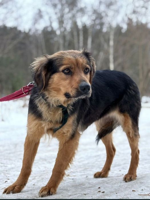 Gusia poszukuje domku