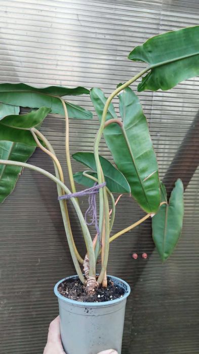 Philodendron Billietiae.